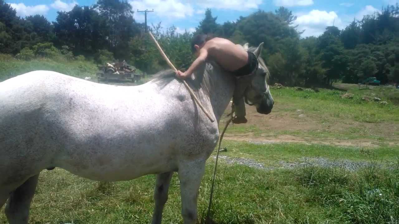 6 yr old Maori Cowboy unique Mounting Style and Tricks