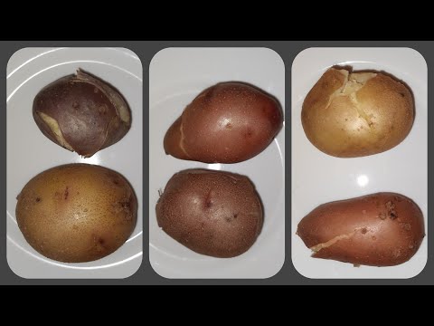 КАРТОФЕЛЬ 2023:  Дегустация и определение содержания крахмала