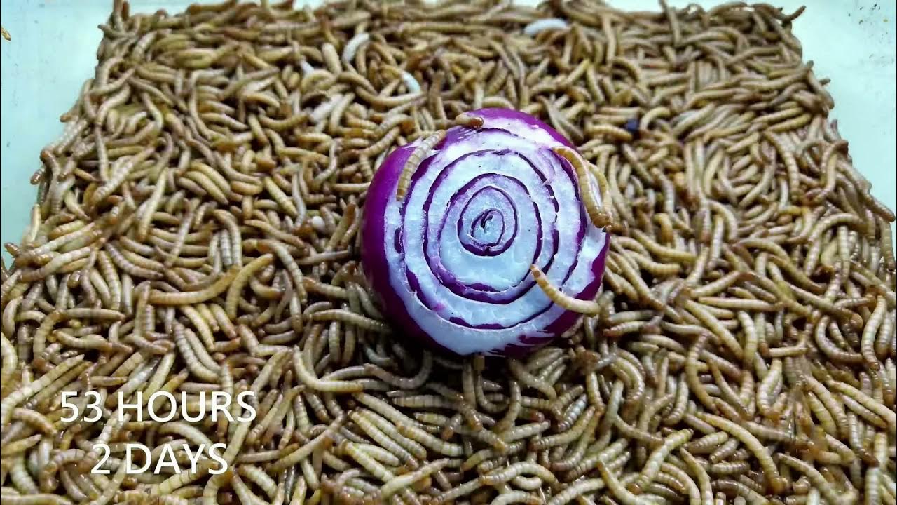 10000 Superworms VS Onion Timelapse Mealworms eating onion YouTube