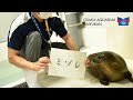 【海遊館】ワモンアザラシのミゾレと愛称（2021.08.01）