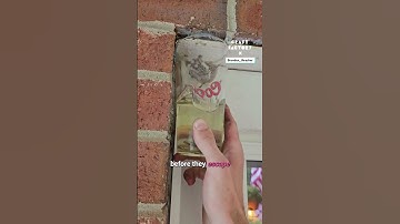 Gasoline Wasp Nest Removal 😳