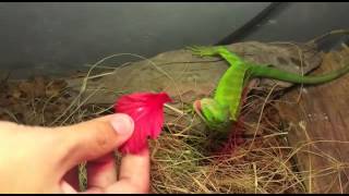 Hungry Mr. Green