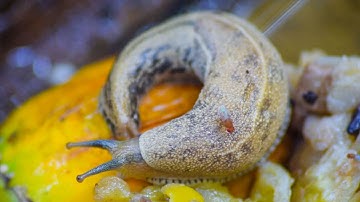 Snail Move | Snail Without Shell