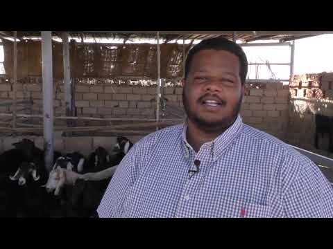 برنامج سنابل الماعز الانيق الهجين النوبي ام كجة وبناتها في مزرعة عصام وشركاؤه