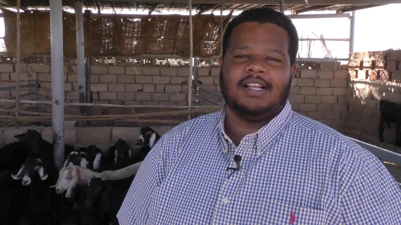 برنامج سنابل الماعز الانيق الهجين النوبي ام كجة وبناتها في مزرعة عصام وشركاؤه