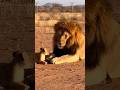 【これはあかんなぁ】#ライオン #lion #優しい #笑える #comedy #shorts #アフレコ