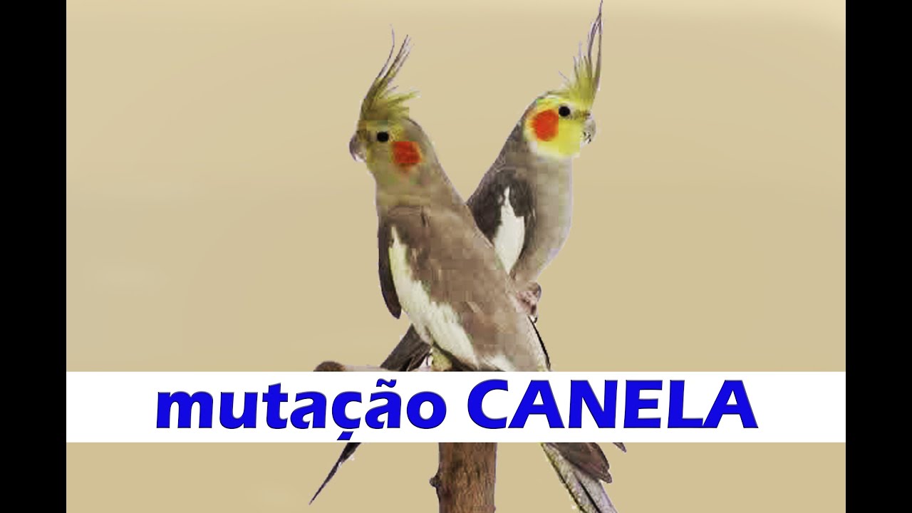 Quanto Vale Uma Calopsita Canela?