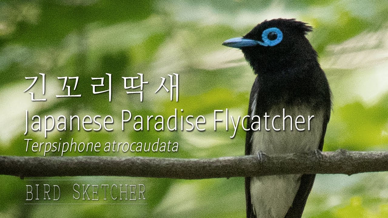 Japanese Paradise Flycatcher 긴꼬리딱새 (삼광조) 