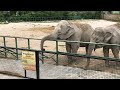 Слоны и наши люди из Сургута! Elephants and our people from Surgut!