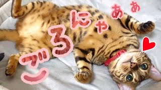 超絶可愛さで見ているテレビも消させるベル様！