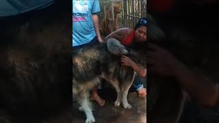 Dog Breeding Secrets | Understanding Dog Mating Behaviour