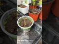 Sumac cutting test! And other cuttings
