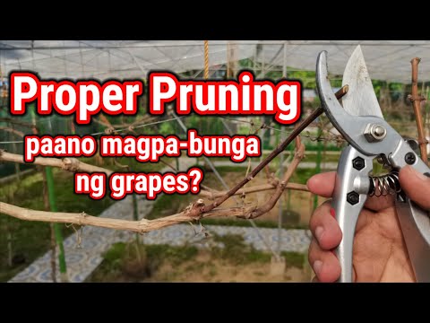 Video: Paano Mag-Prune ng Mga Ubas: Paano Mag-trim ng Grapevine