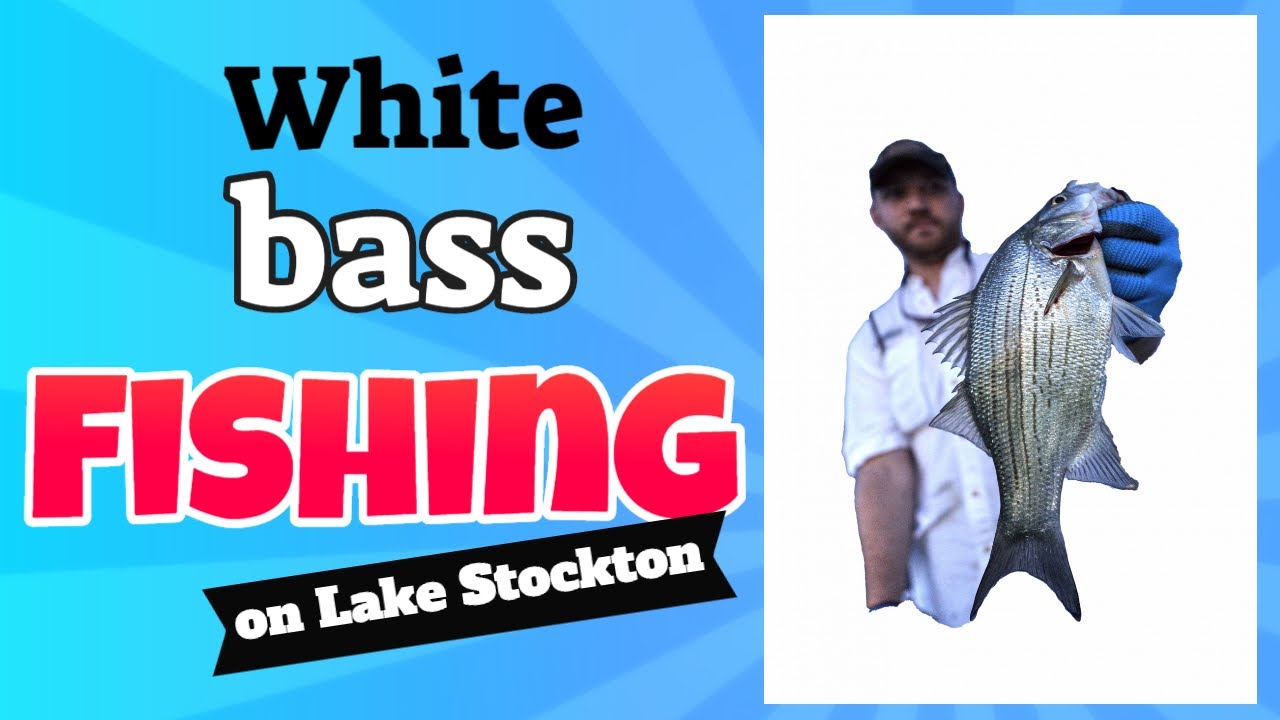 White bass fishing on Lake Stockton with fishing guide Kris Nelson with