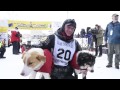 The Finish - Yukon Quest 2017