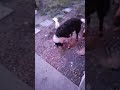viral...