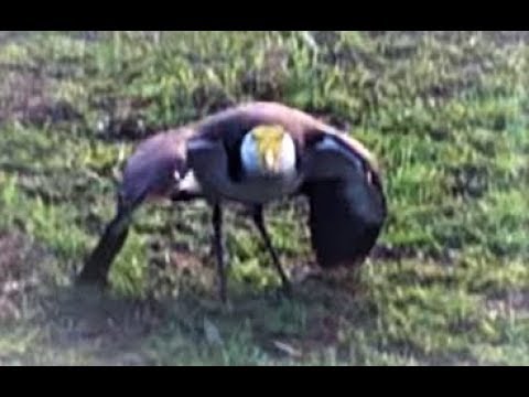 Netties Worst Nightmare!! Spur Winged Plover - YouTube