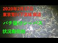 【東京の釣り】東京湾荒川下流域のバチ抜けシーバスルアーフィッシング状況報告