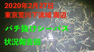 【東京の釣り】東京湾荒川下流域のバチ抜けシーバスルアーフィッシング状況報告