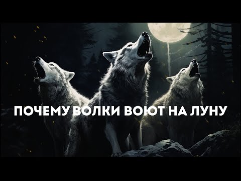 Подкаст Лайфхакера | Почему волки воют на луну