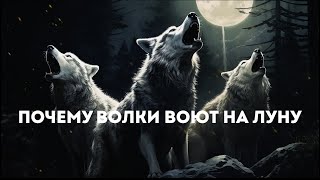 Почему волки воют на луну | Подкаст Лайфхакера