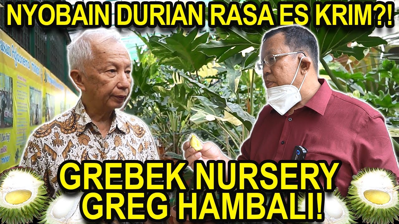 GREBEK NURSERY GREG HAMBALI! NYOBAIN DURIAN RASA ES KRIM!!