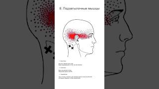 Часть 2. Голова и Шея | Карта Триггерных Точек