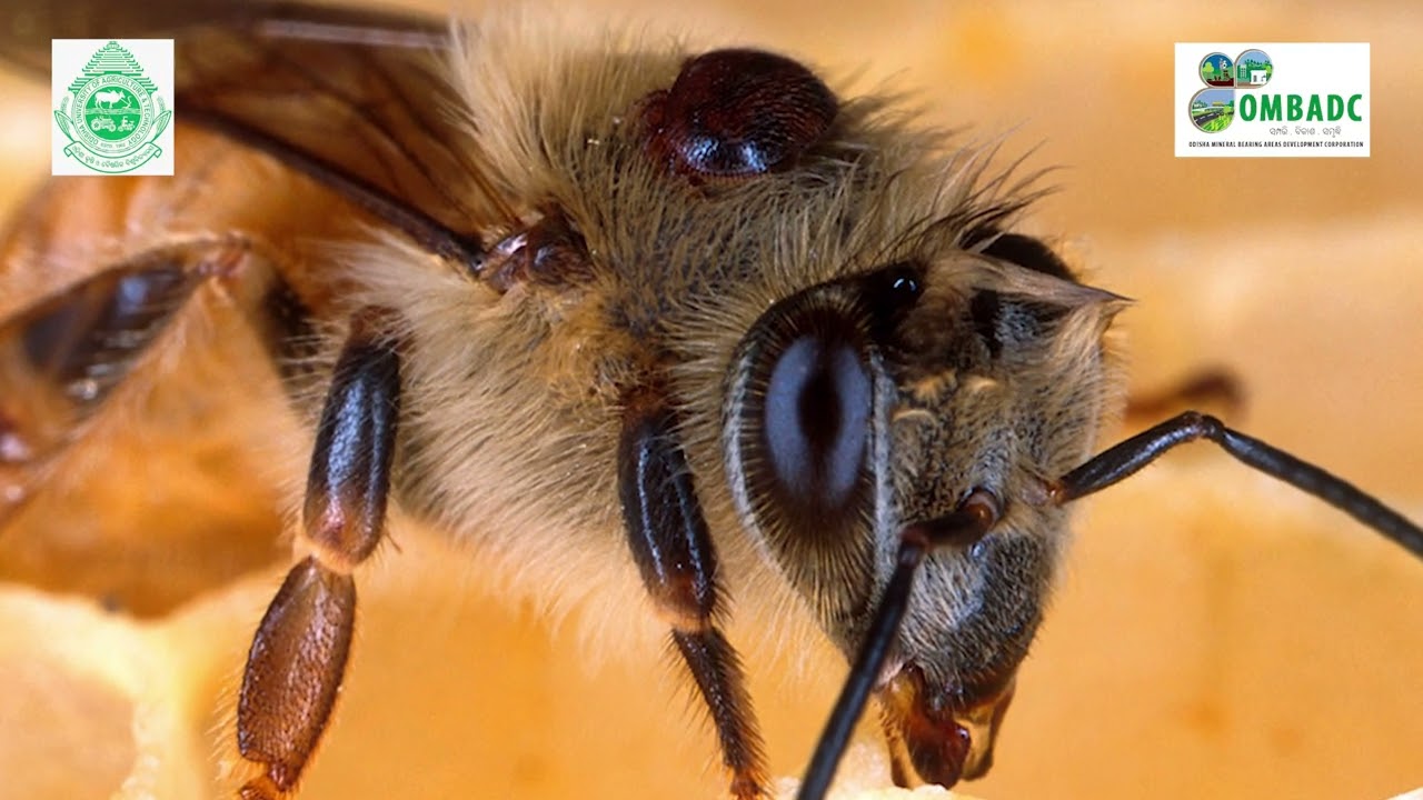 Process of Honey Bee rearing & Honey Production....
