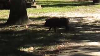 Hog in the yard in Wewahitchka, Florida