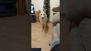 Husky Demands After Supper Walk And Accidental Burp