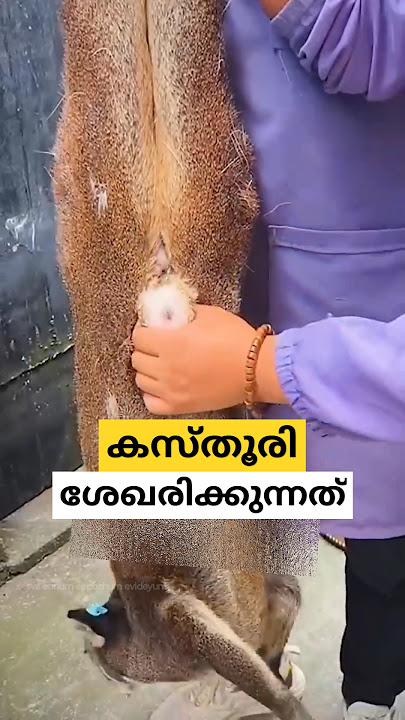 കസ്തൂരി എടുക്കുന്നത് musk deer malayalam shorts