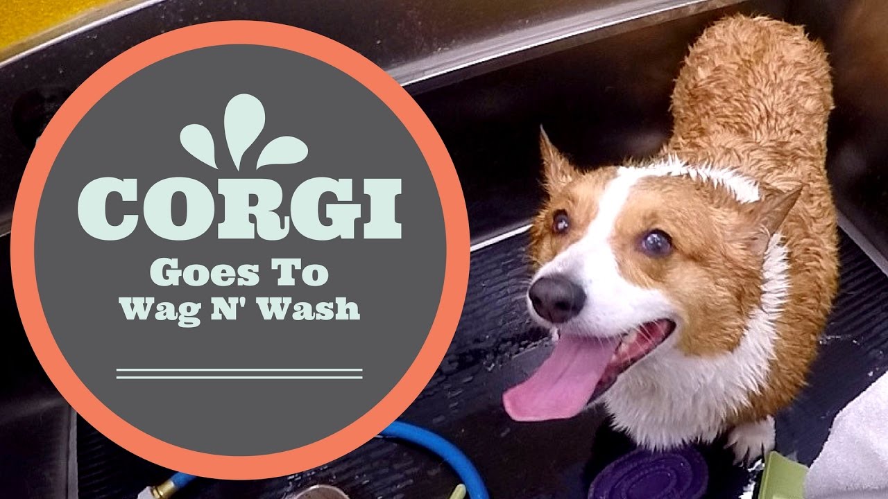 GOES TO WAG N' WASH (Car Wash music video) YouTube