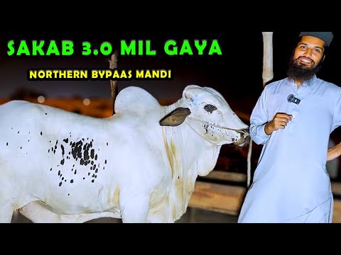 Sakab 3.0 Mil Gya | Northern Bypass Cow Mandi Bargaining | Cattle Market Karachi | Bakra Eid 2024