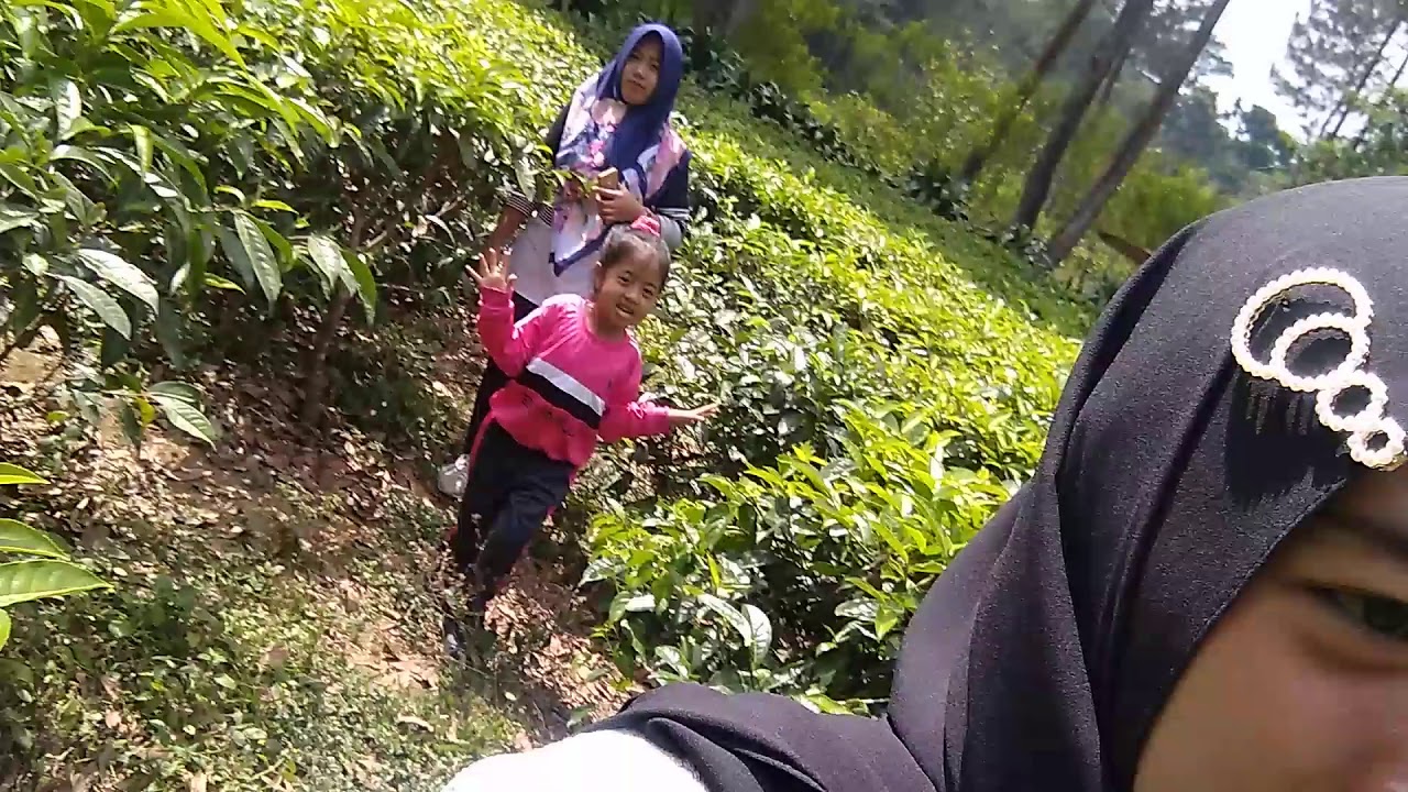 2 oktober 2019. Taman Agrowisata Tanjungsari wonosobo. #01 - YouTube