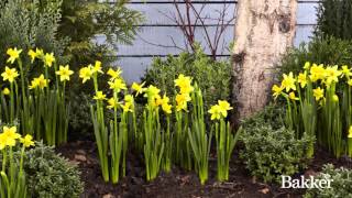 Timelapse - Daffodil Resimi