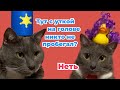 ЕСЛИ БЫ КОТЫ БЫЛИ ПОЛИЦЕЙСКИМИ - ЗАБАВНЫЕ СИТУАЦИИ