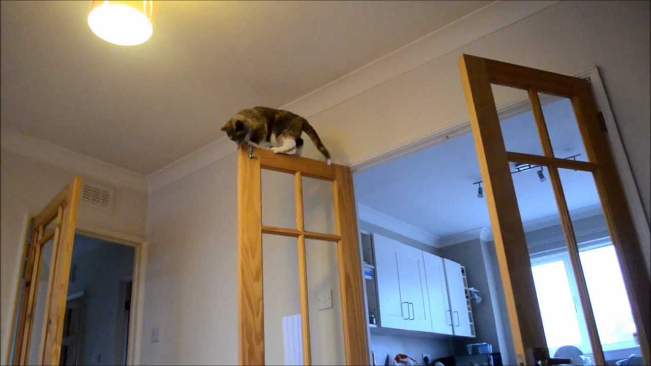 Derpy Cat Fail 