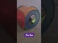 Zoe plays in the cube. 😹#Cats #Kitty #KittyCat #CatShorts #CatVideos #Cats #catplaying #catplay