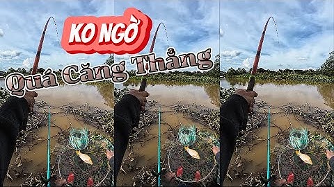 Giằng Co Căng Thẳng Với Cá Chép Tự Nhiên Sông Đồng Nai Hơn 1Kg | Câu Cá Tự Nhiên Quá Bất Ngờ