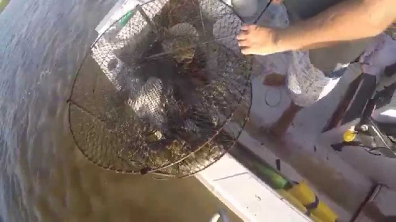 Gold Coast Mud Crabbing YouTube