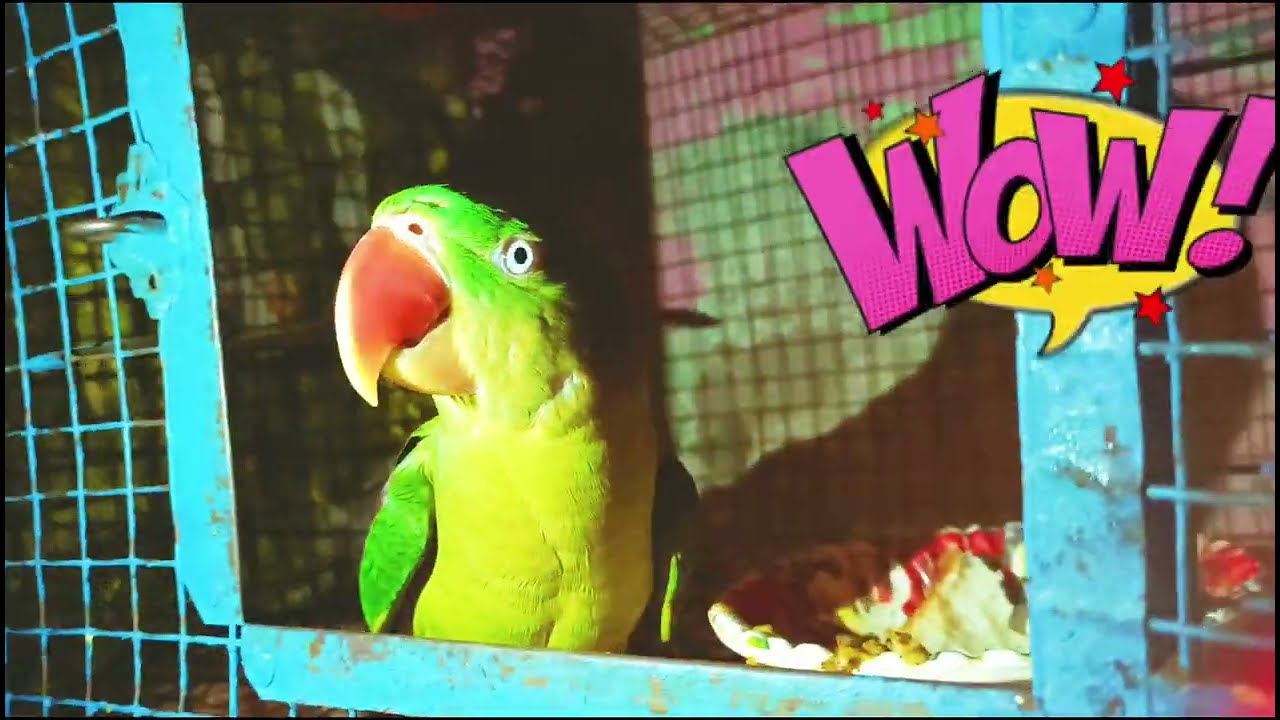 how to draw a bird easy // parrot drawing hard colour