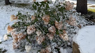 видео: Дозариваю  помидоры и перец. Утепляю гортензии. Собираю салат в теплице  картинка: Дозариваю  помидоры и перец. Утепляю гортензии. Собираю салат в теплице