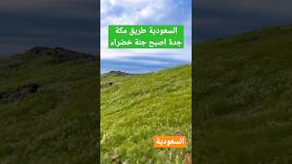 جبال السعودية اصبحة جنة خضراء #امطار#السعودية#مصر#الجزائر#المغرب#سوريا#عمان