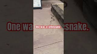 Snake Day at a Movie Sst