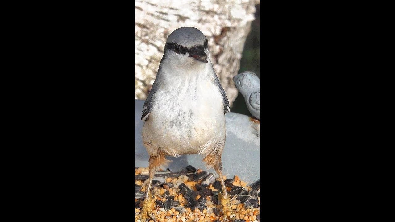 Bird feeding in my backyard!