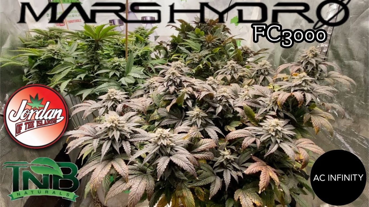 Mars Hydro Grow Journal FC3000 in a 3x3 JOTI Gods Pink & Gods Mac wk 8 flower TNB Naturals