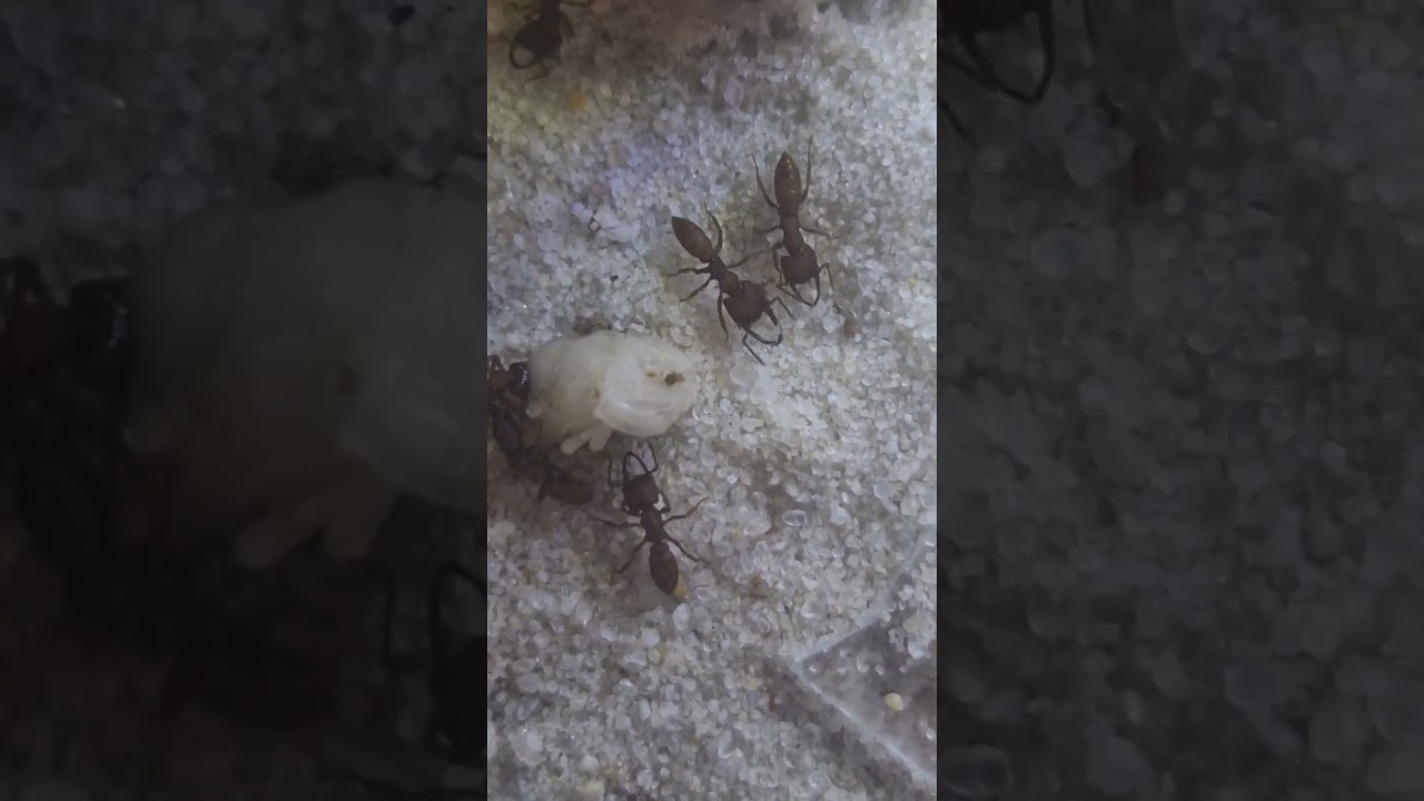 Flo's Mystrium camillae Futter angenommen 😃🙃