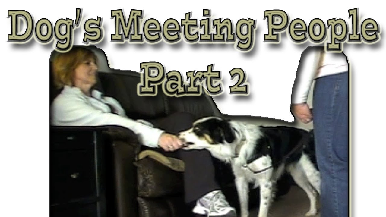 Introduce your dog to visitors Part 2 YouTube