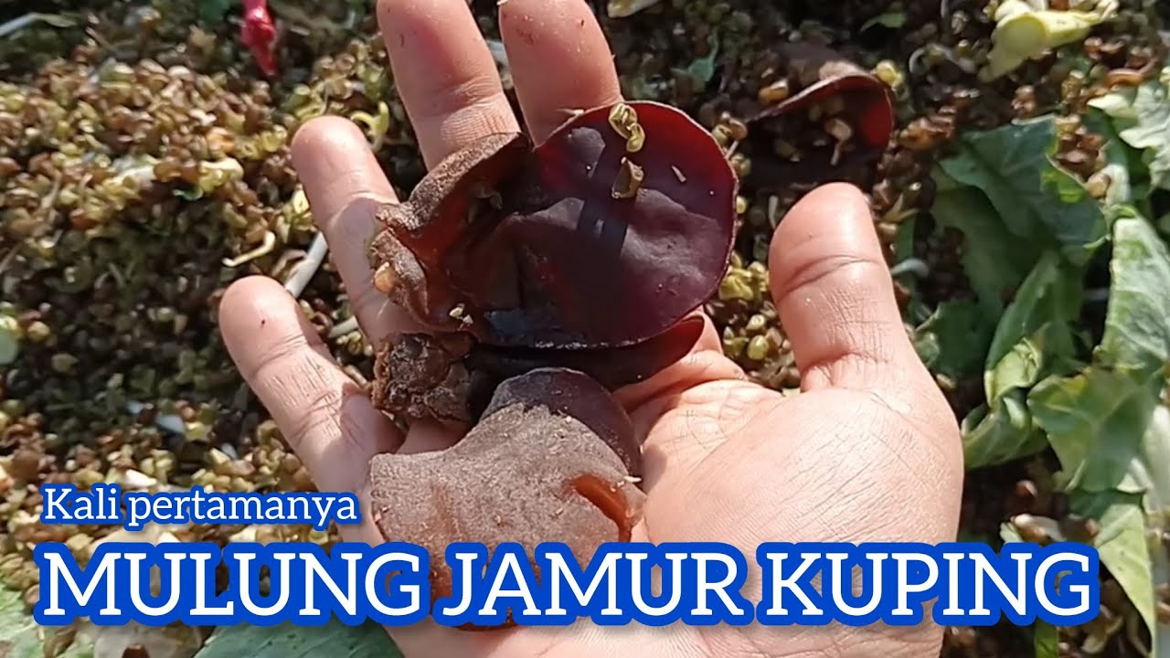 Mulung Jamur Kuping 🤓🤓