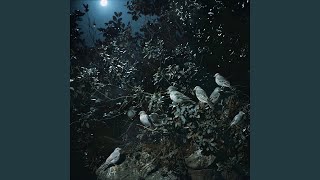 Serene Bird Echoes Fill Dreams